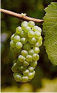 Chardonnay | Whites Wines Mastro TV